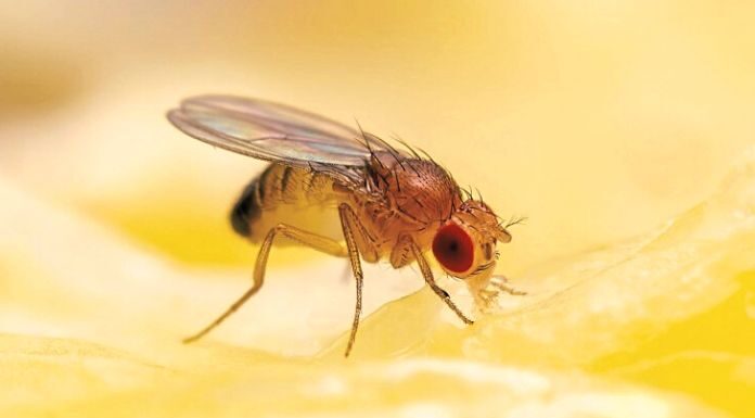 Brainwashing Researchers Use Magnetic Fields To Control Fly Brains